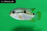aequidens rondoni aequidens rondoni