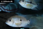 aequidens superomaculatum aequidens superomaculatum