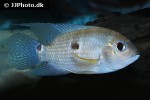 aequidens superomaculatum aequidens superomaculatum
