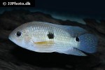 aequidens superomaculatum aequidens superomaculatum