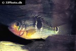 aequidens tetramerus aequidens tetramerus