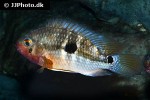 aequidens tetramerus aequidens tetramerus
