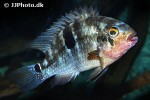 aequidens tetramerus aequidens tetramerus