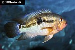 aequidens tetramerus aequidens tetramerus