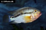 aequidens tetramerus aequidens tetramerus
