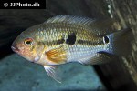 aequidens tetramerus aequidens tetramerus