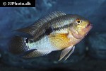 aequidens tetramerus aequidens tetramerus