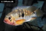 aequidens tetramerus aequidens tetramerus