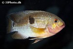 aequidens tetramerus aequidens tetramerus