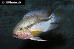 aequidens tetramerus aequidens tetramerus