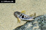 aequidens tetramerus aequidens tetramerus
