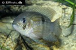 andinoacara pulcher andinoacara pulcher