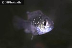 andinoacara pulcher andinoacara pulcher