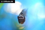 andinoacara pulcher andinoacara pulcher