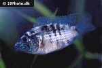 andinoacara pulcher electric blue andinoacara pulcher electric blue