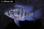 andinoacara pulcher electric blue andinoacara pulcher electric blue