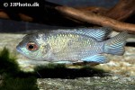 andinoacara pulcher electric blue andinoacara pulcher electric blue