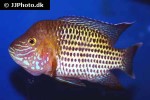 andinoacara rivulatus andinoacara rivulatus