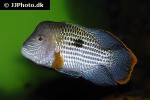 andinoacara rivulatus andinoacara rivulatus