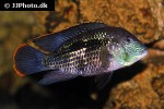 andinoacara rivulatus andinoacara rivulatus