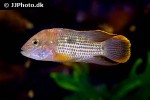 andinoacara rivulatus andinoacara rivulatus