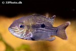 andinoacara rivulatus andinoacara rivulatus