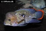 andinoacara rivulatus andinoacara rivulatus