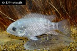 andinoacara stalsbergi andinoacara stalsbergi