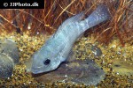 andinoacara stalsbergi andinoacara stalsbergi
