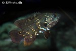astronotus crassipinnis astronotus crassipinnis