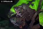 astronotus crassipinnis astronotus crassipinnis