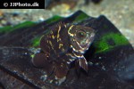 astronotus crassipinnis astronotus crassipinnis