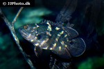 astronotus crassipinnis astronotus crassipinnis