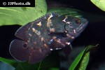 astronotus crassipinnis astronotus crassipinnis