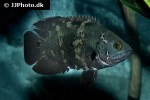 astronotus crassipinnis astronotus crassipinnis