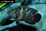 astronotus crassipinnis astronotus crassipinnis