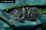 astronotus crassipinnis astronotus crassipinnis