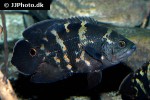astronotus crassipinnis astronotus crassipinnis