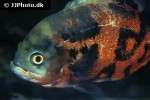 astronotus ocellatus astronotus ocellatus