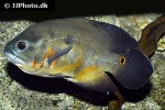 astronotus ocellatus astronotus ocellatus