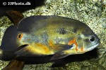 astronotus ocellatus astronotus ocellatus