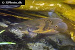 astronotus ocellatus astronotus ocellatus