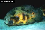 astronotus ocellatus astronotus ocellatus