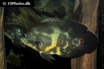 astronotus ocellatus astronotus ocellatus