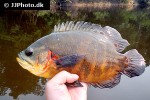 astronotus ocellatus astronotus ocellatus