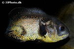 astronotus ocellatus astronotus ocellatus