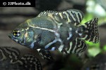 astronotus ocellatus astronotus ocellatus