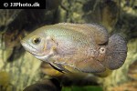 astronotus ocellatus astronotus ocellatus