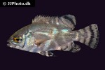 astronotus ocellatus astronotus ocellatus