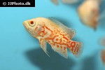 astronotus ocellatus albino astronotus ocellatus albino